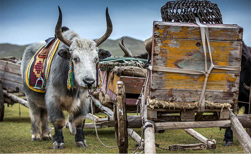 mongolian nomads photos 